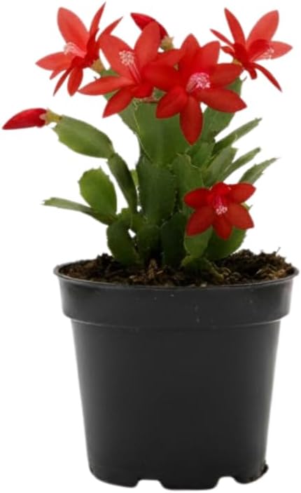 Red Christmas Cactus Plants Live in 2 Inch Pot, Vibrant Christmas Cactus Blooms, Perennial Holiday Cactus Plant Flower Succulent Houseplant
