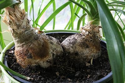 Gardenera Nolina Plant Potting Soil - All-Natural Blend for Thriving Nolina Plants - Boosts Root Health and Distinctive Form - 10 Quart