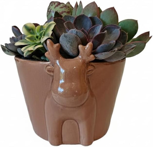 Live Succulents Plant in 6" Mocha Reindeer Head Ceramic Pot, Holiday Gifts Ideas 2025, Gift for Plant Lover, Xmas Decoration Items