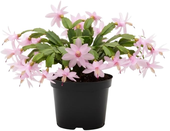 Pink Christmas Cactus Plants Live in 6 Inch Pot, Vibrant Christmas Cactus Blooms, Perennial Holiday Cactus Plant Flower Succulent Houseplant