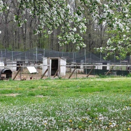 Poultry Netting 1" or 2" Mesh Heavy Knotted Nets Aviary Gamefowl Quail Chicken Bird Block Net Long Lasting Break/Burst 85/245 lb Polyethylene 8-10 Year Lifespan (12.5' X 100', 1)