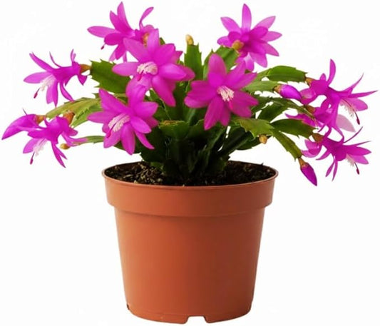 Purple Christmas Cactus Plants Live in 4 Inch Pot, Vibrant Christmas Cactus Blooms, Perennial Holiday Cactus Plant Flower Succulent Houseplant