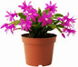 Purple Christmas Cactus Plants Live in 4 Inch Pot, Vibrant Christmas Cactus Blooms, Perennial Holiday Cactus Plant Flower Succulent Houseplant