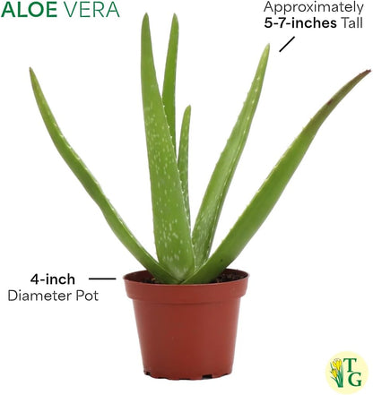 Thorsen's Greenhouse Aloe Vera, Live Indoor Plant, Aloe barbadensis, Easy to Grow, Succulent, Natural Air Purifier, 4" Diameter Pot (Natural)