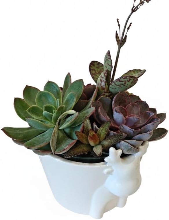 Live Succulents Plant in 6" White Reindeer Head Ceramic Pot Ideas 2025, for Plant Lover, Gifts for Wife, Mom, Grandmother