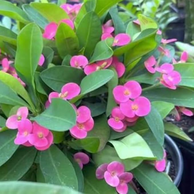 Hardy Crown of Thorn Live Plant, Pink Euphorbia Milii Tree, 1 Year Old Plant, 5-10 Inches in Tall, No Pot, Indoor Outdoor Décor Succulent Cactus