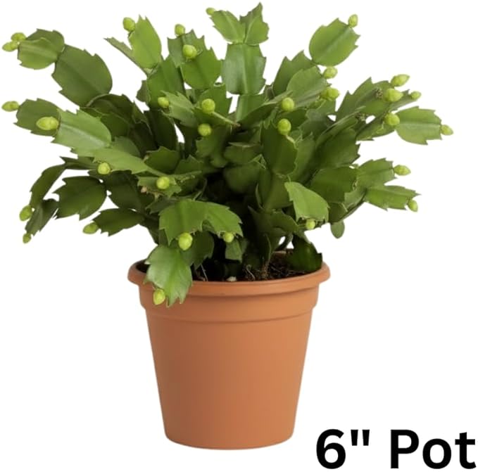 Pink Christmas Cactus Plants Live in 6 Inch Pot, Vibrant Christmas Cactus Blooms, Perennial Holiday Cactus Plant Flower Succulent Houseplant