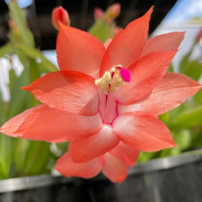 Orange Christmas Cactus Plants Live in 2 Inch Pot, Vibrant Christmas Cactus Blooms, Perennial Holiday Cactus Plant Flower Succulent Houseplant