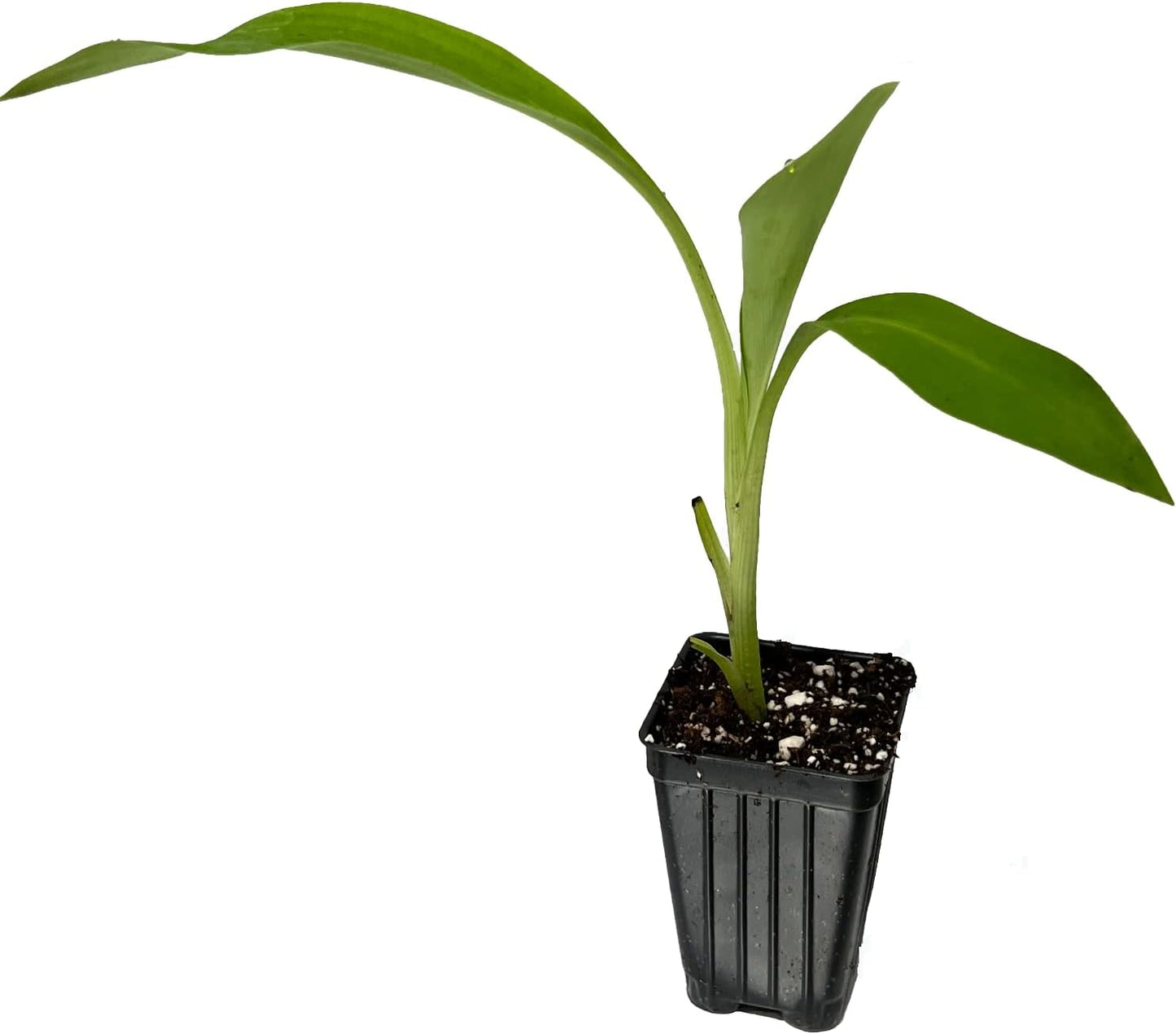 Chinese Dwarf Yellow Banana Tree/Golden Lotus Live Plant - Musella lasiocarpa - Wellspring Gardens Starter Plant