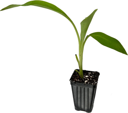Chinese Dwarf Yellow Banana Tree/Golden Lotus Live Plant - Musella lasiocarpa - Wellspring Gardens Starter Plant