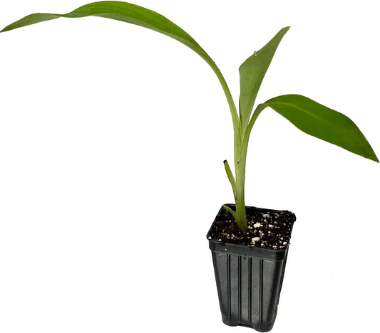 Chinese Dwarf Yellow Banana Tree/Golden Lotus Live Plant - Musella lasiocarpa - Wellspring Gardens Starter Plant