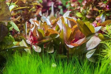 Live Aquarium Stem Plants - Freshwater Aquatic Plant for Fish Tanks, Aquascaping - (Hydrocotyle Leucocephala Variegated, Pot)