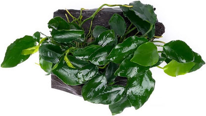 Live Aquarium Plants on Driftwood, Lava Rock, Moss Mat - Freshwater Fish Tank Plants (Nana Long Wavy, Driftwood (Small))