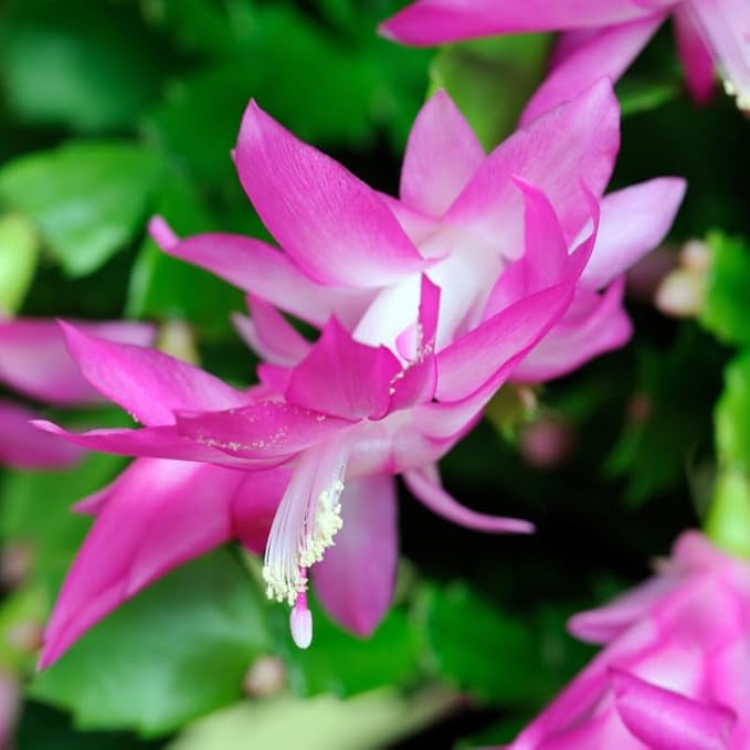 Pink Christmas Cactus Plants Live in 6 Inch Pot, Vibrant Christmas Cactus Blooms, Perennial Holiday Cactus Plant Flower Succulent Houseplant