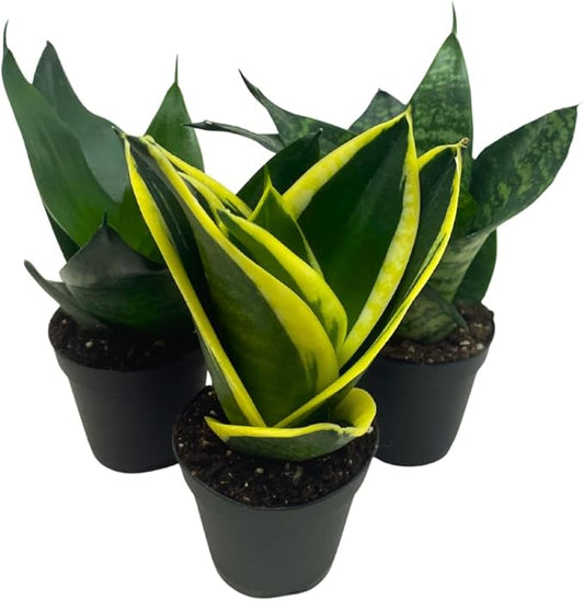 BubbleBlooms Sansevieria Trifasciata Assortment 3 Different Dwarf Rosette-Shaped Snake Plants in 2 inch pots