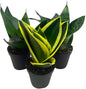 BubbleBlooms Sansevieria Trifasciata Assortment 3 Different Dwarf Rosette-Shaped Snake Plants in 2 inch pots