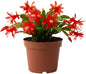 Red Christmas Cactus Plants Live in 4 Inch Pot, Vibrant Christmas Cactus Blooms, Perennial Holiday Cactus Plant Flower Succulent Houseplant