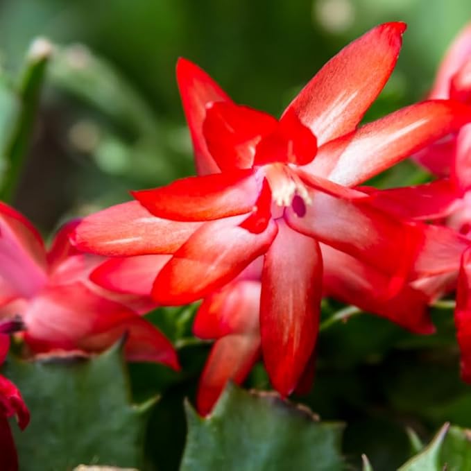 Red Christmas Cactus Plants Live in 4 Inch Pot, Vibrant Christmas Cactus Blooms, Perennial Holiday Cactus Plant Flower Succulent Houseplant