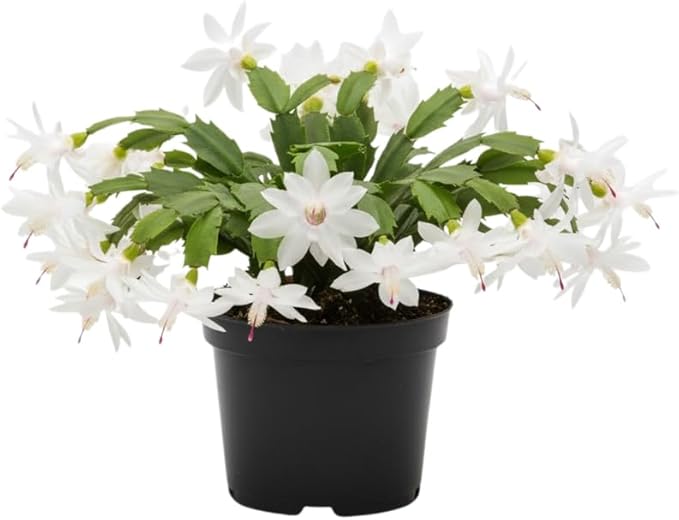 White Christmas Cactus Plants Live in 4 Inch Pot, Vibrant Christmas Cactus Blooms, Perennial Holiday Cactus Plant Flower Succulent Houseplant