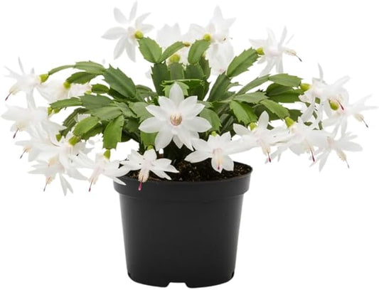 White Christmas Cactus Plants Live in 4 Inch Pot, Vibrant Christmas Cactus Blooms, Perennial Holiday Cactus Plant Flower Succulent Houseplant