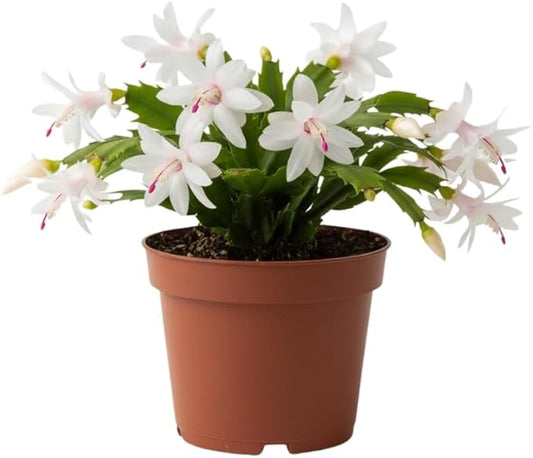 White Christmas Cactus Plants Live in 6 Inch Pot, Vibrant Christmas Cactus Blooms, Perennial Holiday Cactus Plant Flower Succulent Houseplant