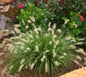 Hameln Dwarf Fountain Grass - Live Plant - Trade Gallon Pot