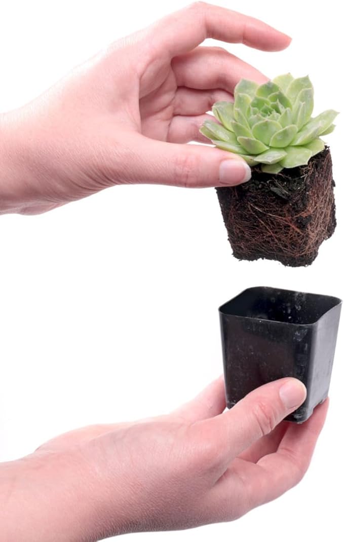 Mountain Crest Gardens Hardy Succulent Variety Pack - 6 Frost-Tolerant Live Plants, Rooted in 2 Inch Pots - Real Outdoor Succulents for Rock Gardens, Landscaping, DIY Arrangements