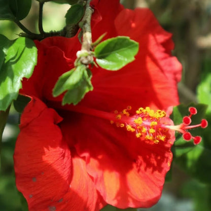 Red Hibiscus. rosa-sinensis. Live Plant - Tropical Blooming Hibiscus, Pretty Flowers, Used in Tea and Juice (2 red Hibiscus sacs)