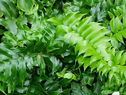 Japanese Holly Fern - 20 Live Plants - Cyrtomium Falcatum Rochfordianum