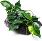 Live Aquarium Plants on Driftwood, Lava Rock, Moss Mat - Freshwater Fish Tank Plants (Nana Long Wavy, Driftwood (Small))