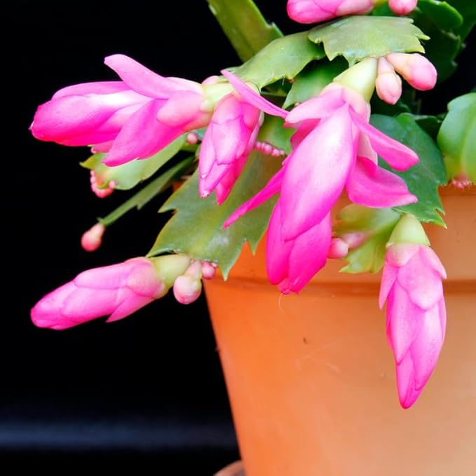 Pink Christmas Cactus Plants Live in 2 Inch Pot, Vibrant Christmas Cactus Blooms, Perennial Holiday Cactus Plant Flower Succulent Houseplant