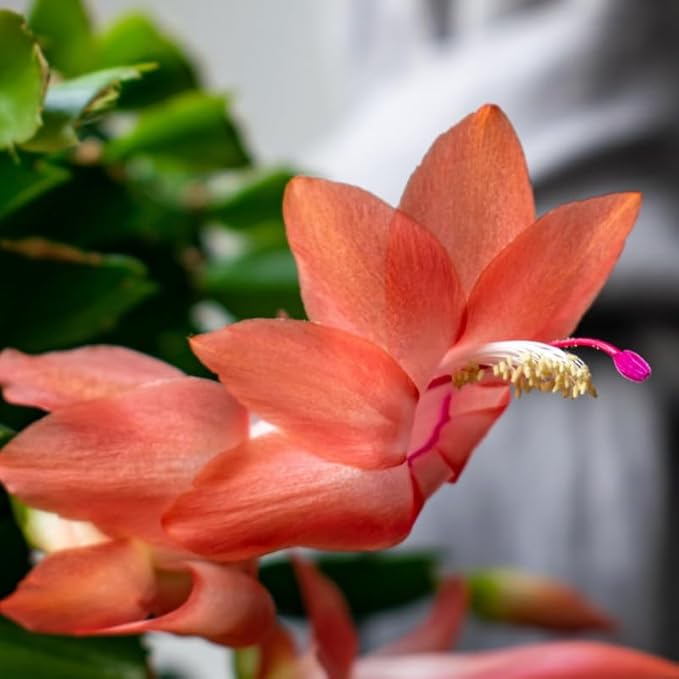 Orange Christmas Cactus Plants Live in 2 Inch Pot, Vibrant Christmas Cactus Blooms, Perennial Holiday Cactus Plant Flower Succulent Houseplant