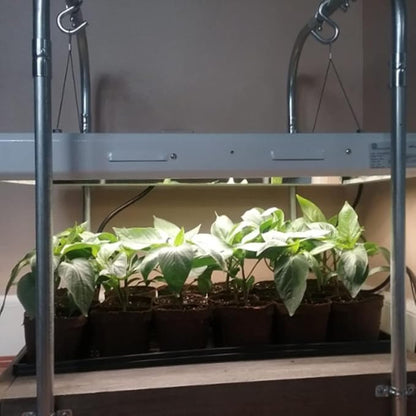 Active Grow T5 High Output 2FT LED Grow Light Bulb - T5 Grow Lights for Indoor Plants, Veg, Bloom, Leafy Greens & Microgreens - 12W - Sun White Full Spectrum High CRI 95 - Plug & Play - 4-Pack