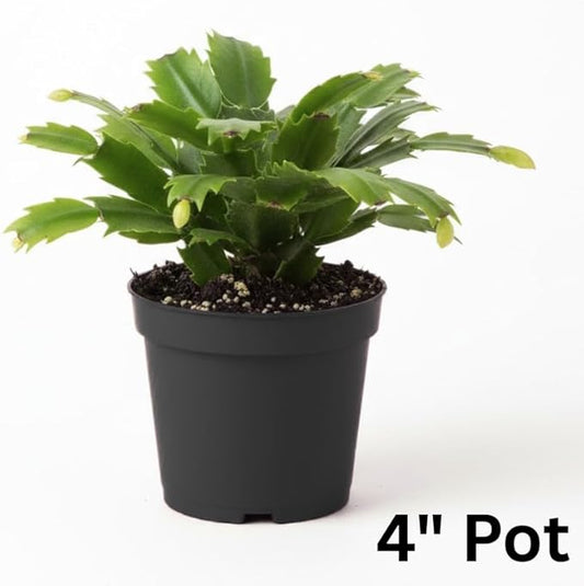 Red Christmas Cactus Plants Live in 4 Inch Pot, Vibrant Christmas Cactus Blooms, Perennial Holiday Cactus Plant Flower Succulent Houseplant