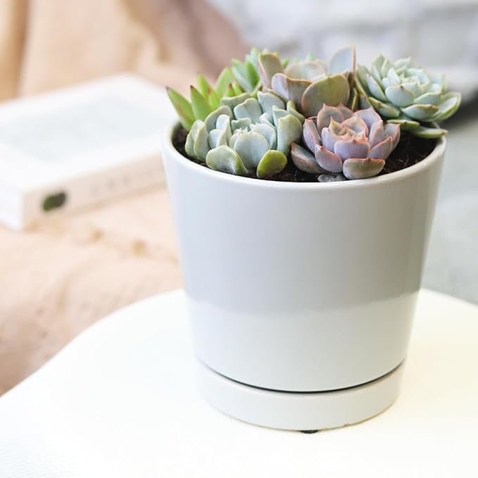 Live Succulents Plant in 6" Grey Minimalist Planter, Perfect Succulent Arrangement for Any Décor