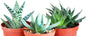 3 Different Aloe Plants - Easy to Grow/Hard to Kill! - 3" Pots