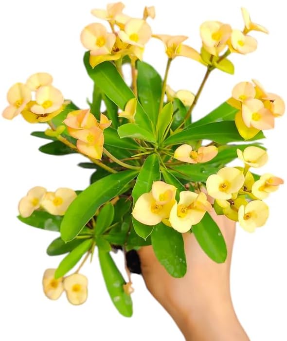 Hardy Crown of Thorn Live Plant, Yellow Euphorbia Milii Tree, 1 Year Old Plant, 5-10 Inches in Tall, No Pot, Indoor Outdoor Décor Succulent Cactus