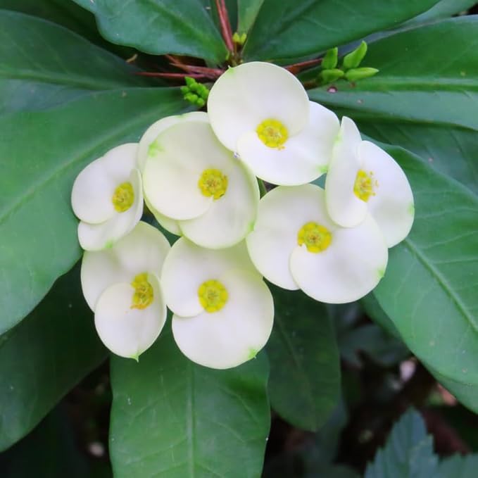Hardy Crown of Thorn Live Plant, White Euphorbia Milii Tree, 1 Year Old Plant, 5-10 Inches in Tall, No Pot, Indoor Outdoor Décor Succulent Cactus