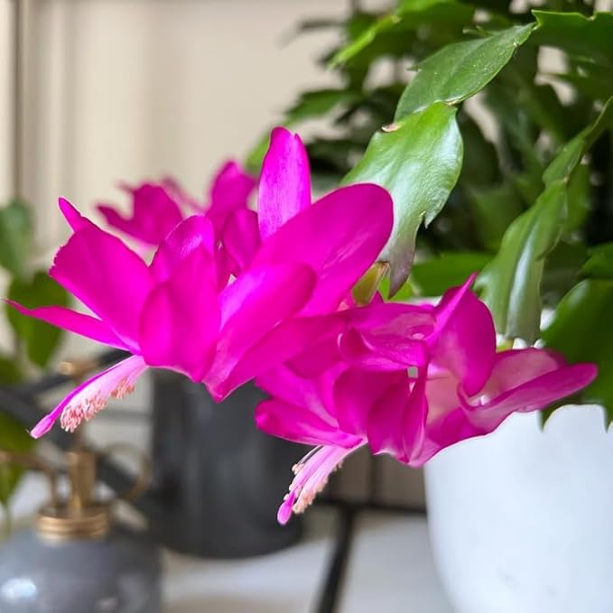 Purple Christmas Cactus Plants Live in 4 Inch Pot, Vibrant Christmas Cactus Blooms, Perennial Holiday Cactus Plant Flower Succulent Houseplant