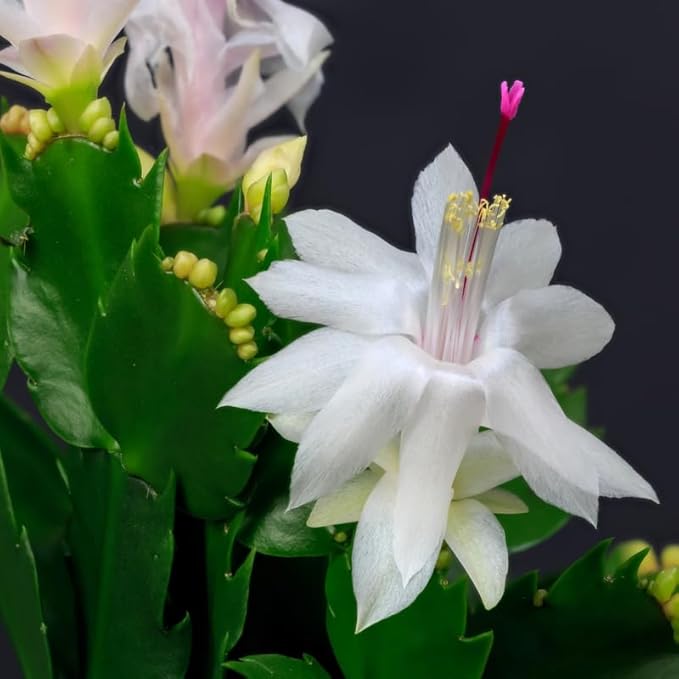 White Christmas Cactus Plants Live in 6 Inch Pot, Vibrant Christmas Cactus Blooms, Perennial Holiday Cactus Plant Flower Succulent Houseplant