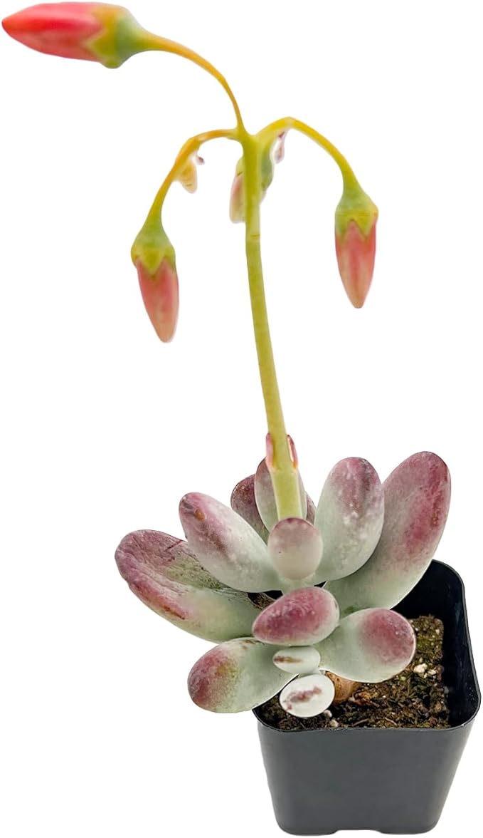 Sprout N Green Cotyledon Orbiculata cv., Rare Live Succulent Plant Fully Rooted in 2" Planter with Soil, Home Office Indoor Outdoor Wedding Decoration DIY Projects Party Favor