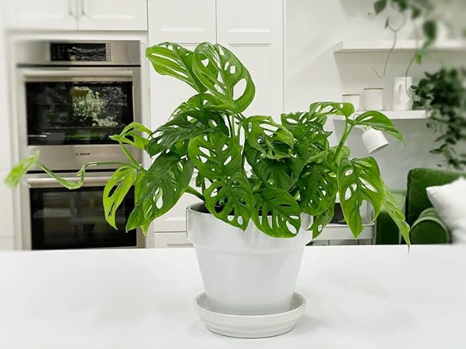 Gardenera Premium Swiss Cheese Plant Potting Mix - Monstera Deliciosa Blend for Optimal Nutrients and Drainage for Healthy Growth - 1 Quart