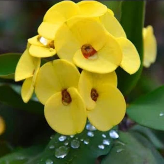 Hardy Crown of Thorn Live Plant, Yellow Euphorbia Milii Tree, 1 Year Old Plant, 5-10 Inches in Tall, No Pot, Indoor Outdoor Décor Succulent Cactus