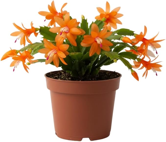 Orange Christmas Cactus Plants Live in 4 Inch Pot, Vibrant Christmas Cactus Blooms, Perennial Holiday Cactus Plant Flower Succulent Houseplant