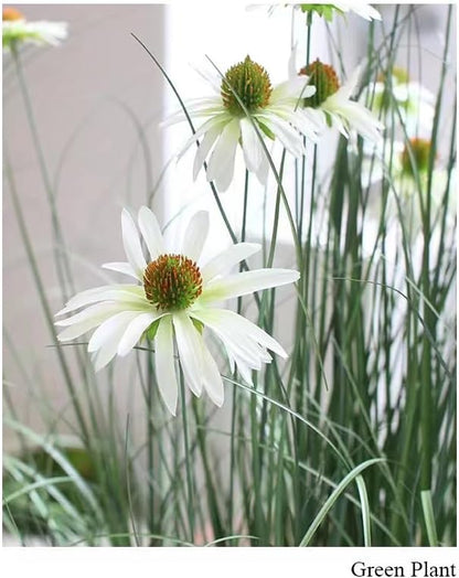 46-Inch Artificial Grass Plant with 9 Lifelike Echinacea Flower - Perfect for Indoor or Outdoor Decoration, Housewarming Gifts, Fake Grass Decor, and Floor Plant (2-Pack)