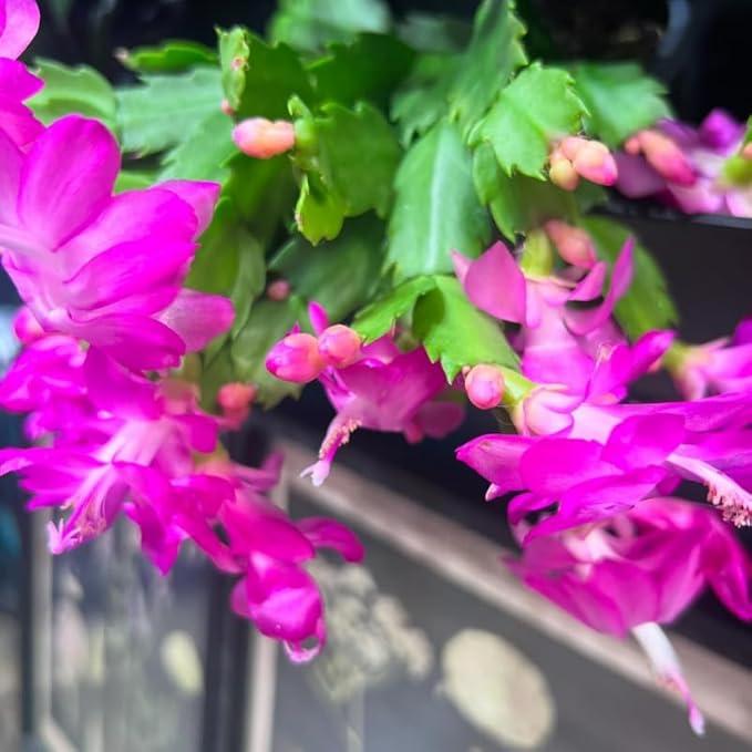 Purple Christmas Cactus Plants Live in 4 Inch Pot, Vibrant Christmas Cactus Blooms, Perennial Holiday Cactus Plant Flower Succulent Houseplant