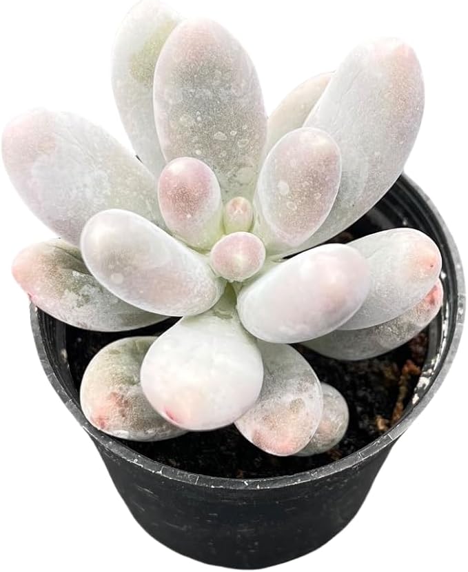 Sprout N Green Pachyphytum Sweet Dumpling, 1 Live Succulent Plant Fully Rooted in 2" Pot, House Plant for Indoor Outdoor Home Office Wedding Decoration DIY Project Party Favor