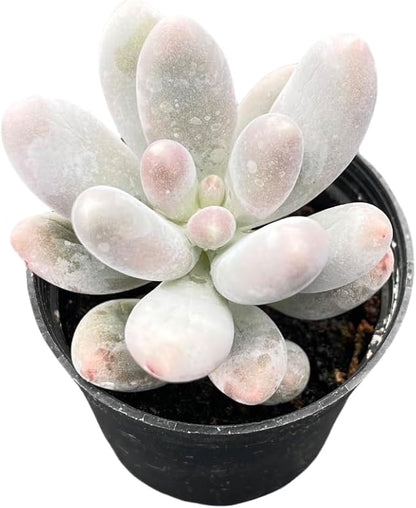 Sprout N Green Pachyphytum Sweet Dumpling, 1 Live Succulent Plant Fully Rooted in 2" Pot, House Plant for Indoor Outdoor Home Office Wedding Decoration DIY Project Party Favor