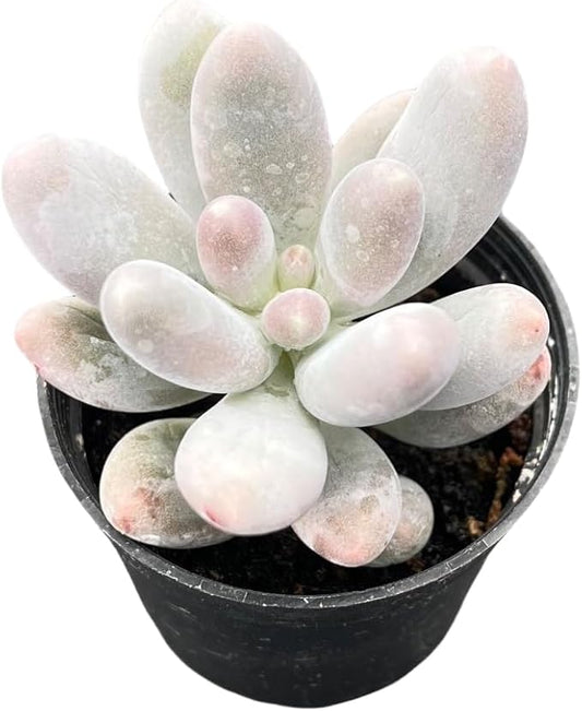 Sprout N Green Pachyphytum Sweet Dumpling, 1 Live Succulent Plant Fully Rooted in 2" Pot, House Plant for Indoor Outdoor Home Office Wedding Decoration DIY Project Party Favor