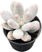 Sprout N Green Pachyphytum Sweet Dumpling, 1 Live Succulent Plant Fully Rooted in 2" Pot, House Plant for Indoor Outdoor Home Office Wedding Decoration DIY Project Party Favor